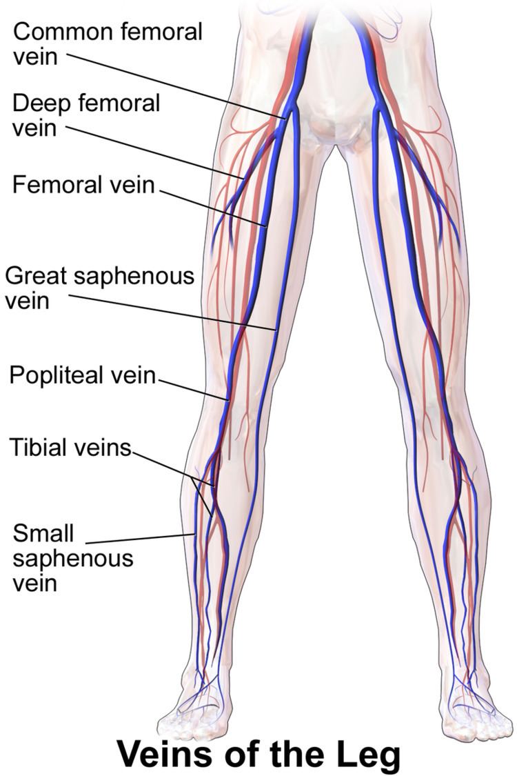 Deep vein of the thigh