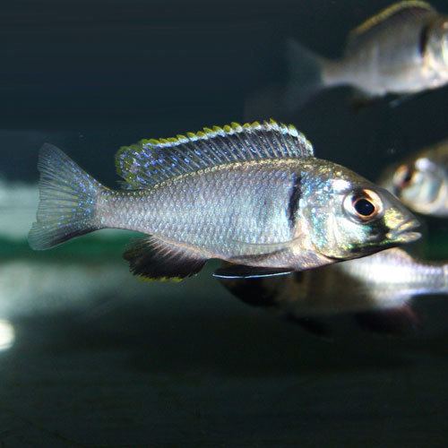 Deep-water hap Deep Water Hap Placidochromis electra Juvenile