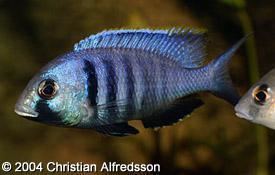 Deep-water hap Cichlid Profiles