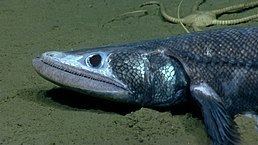 Deepsea lizardfish Deepsea lizardfish Wikipedia