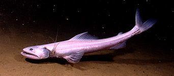 Deepsea lizardfish httpsuploadwikimediaorgwikipediacommonsthu
