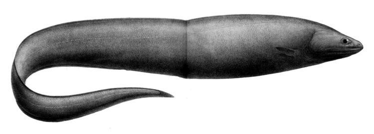 Deepwater arrowtooth eel