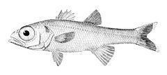 Deepwater cardinalfish httpsuploadwikimediaorgwikipediacommonsthu