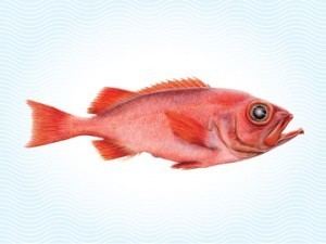 Deepwater redfish Deep Water Redfish ISSeafood