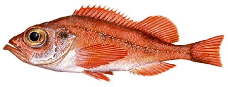 Deepwater redfish Deepwater Redfish Bord Iascaigh Mhara