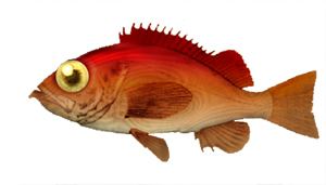 Deepwater redfish Deepwater Redfish Sebastes mentella