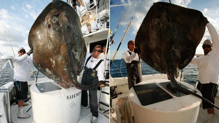 Deepwater stingray Florida fisherman captures 800lb stingray in Miami Beach abc7com