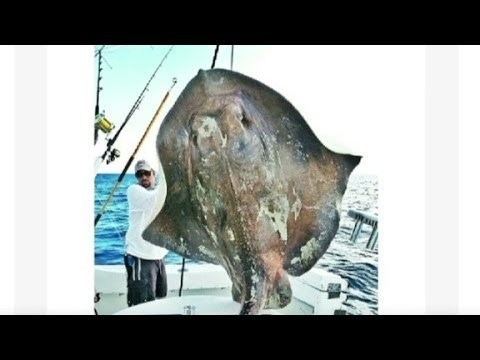 Deepwater stingray Fisherman hooks deepwater stingray YouTube
