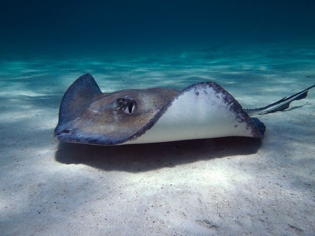 Deepwater stingray Deepwater stingray photo and wallpaper Cute Deepwater stingray pictures