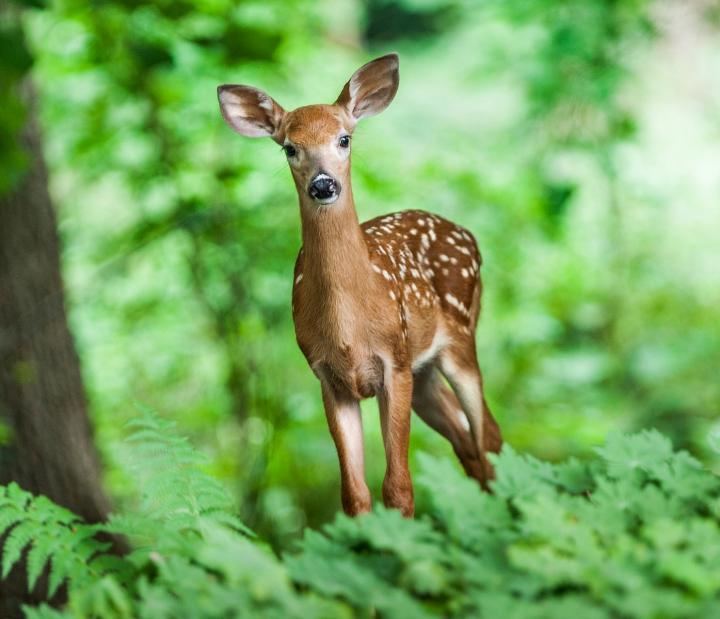 Deer Deer How to Identity and Keep Deer Out of Your Garden The Old