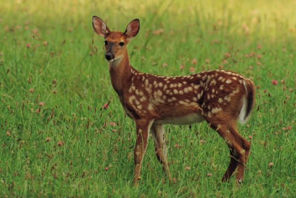 Deer Deer Hudson OH Official Website