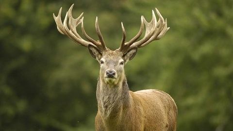 Deer Species at Woburn Abbey Deer Park