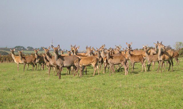 Deer farm Expanded Deer Farming Considerd in North Carolina