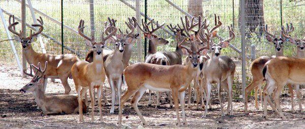 Deer farm Heller Deer Farm Heller Deer Farm offers high quality south texas