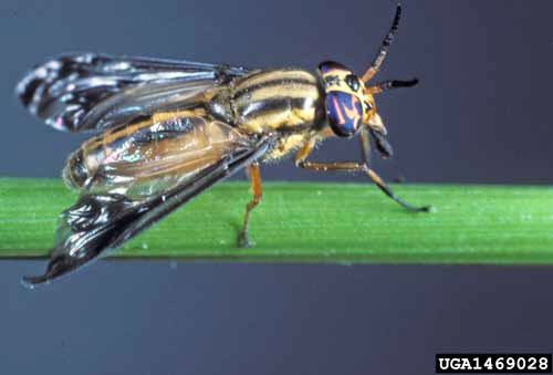 Deer fly deer flies yellow flies and horse flies Chrysops Diachlorus and