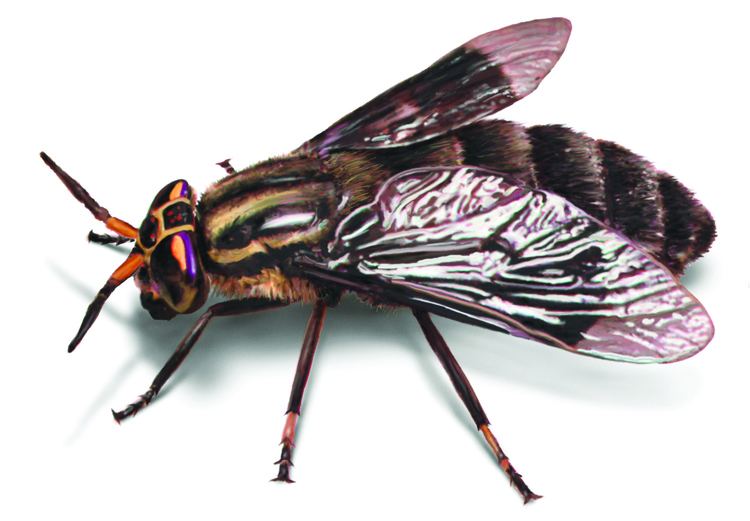 Deer fly Deer Flies How to Identify amp Get Rid of Deer Fly Problems