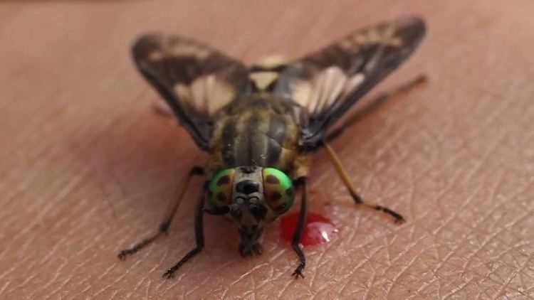 Deer fly Chrysops deer fly feeding YouTube