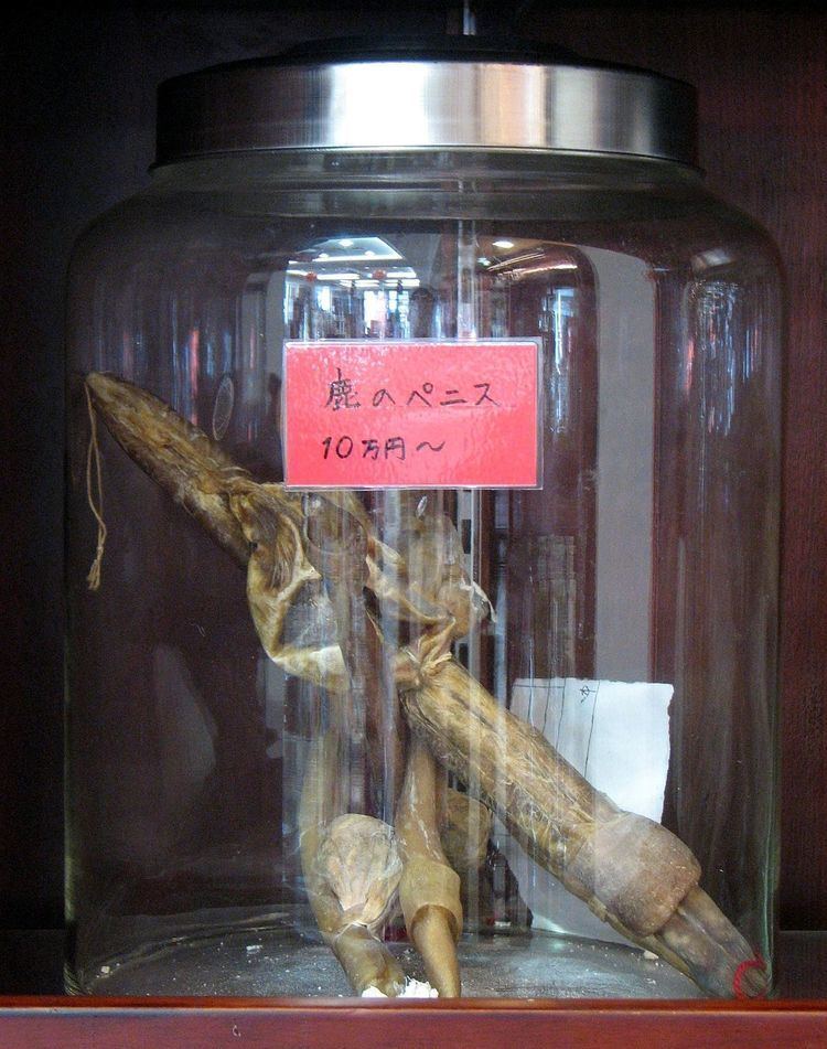 Deer penis preserved on a glass.
