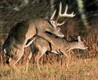 Deers mating
