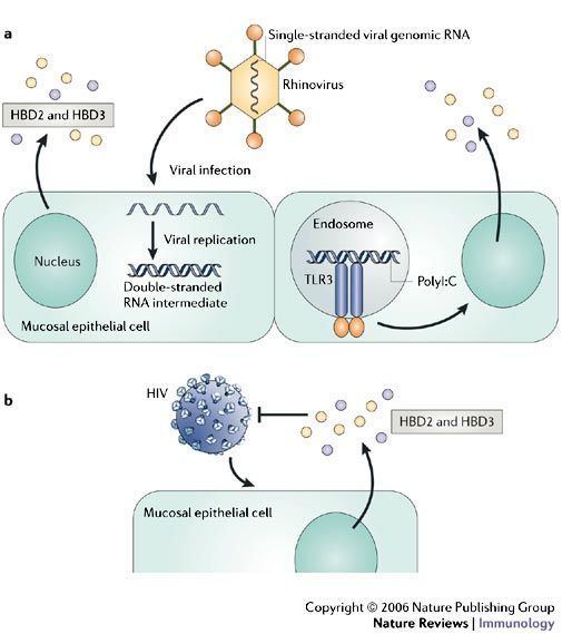 Defensin Figure 1 Defensins in innate antiviral immunity Nature Reviews