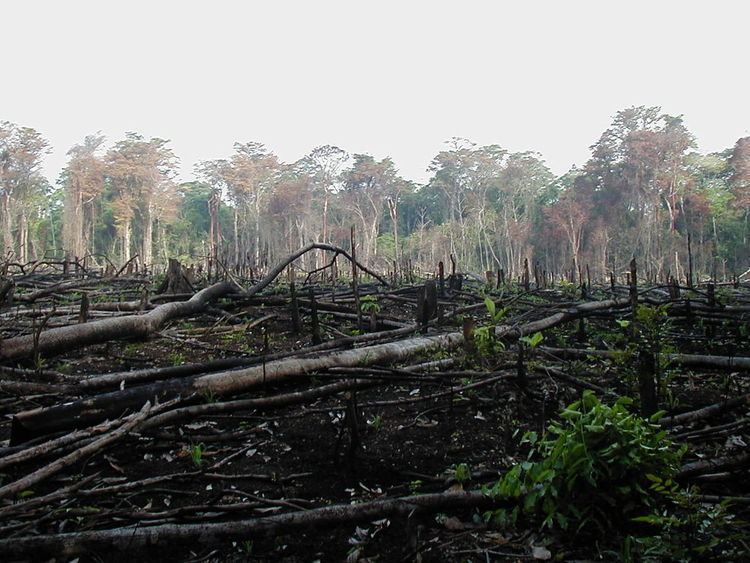 Deforestation in the Democratic Republic of the Congo