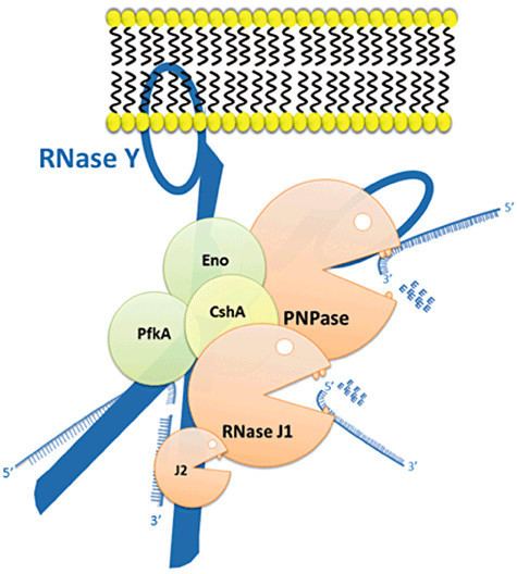 Degradosome Model of the RNA degradosome of B subtilis The Figure 2 of 4