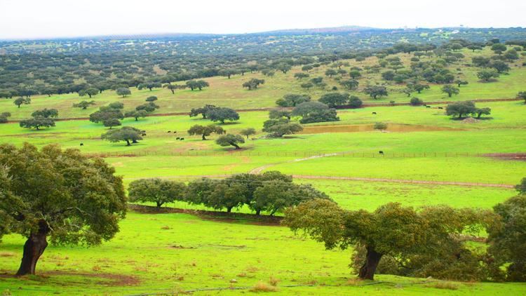 Dehesa Casa Rural AcebucheDehesa typical forest ecosystem Extremadura