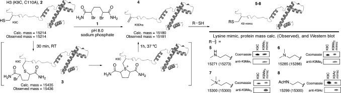 Dehydroalanine Conversion of Cysteine into Dehydroalanine Enables Access to