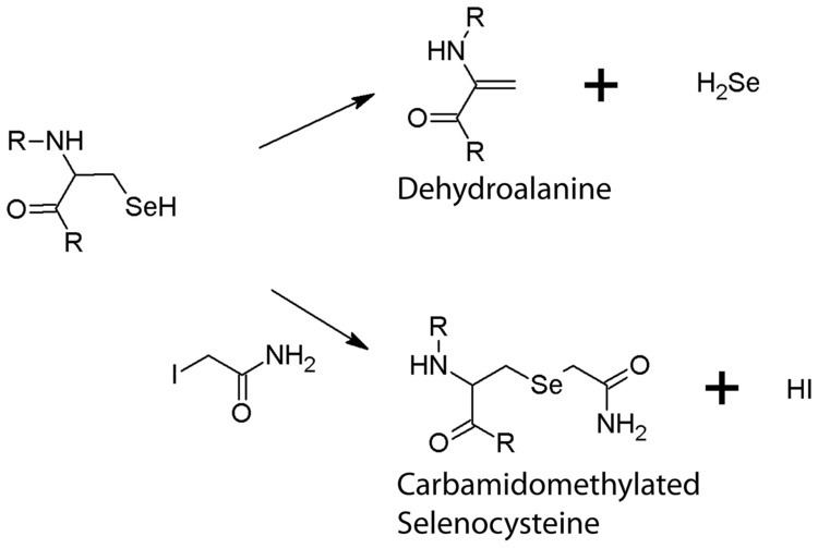 Dehydroalanine Conversion of selenocysteine into dehydroalanine upper path and