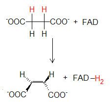 Dehydrogenase