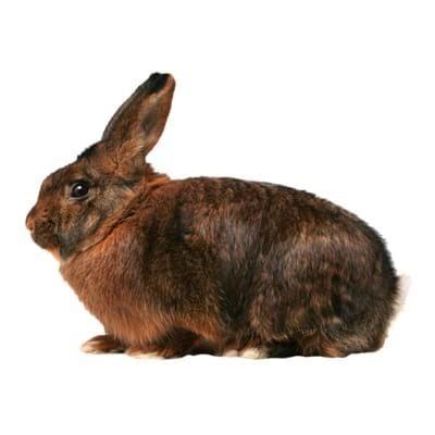 Deilenaar Is a Deilenaar Rabbit the Right Pet Rabbit Breed f