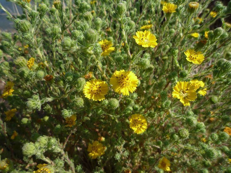 Deinandra Deinandra increscens Wildflowers in Santa Barbara