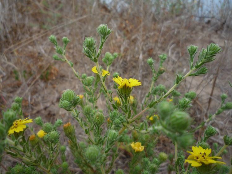 Deinandra Deinandra increscens Wildflowers in Santa Barbara