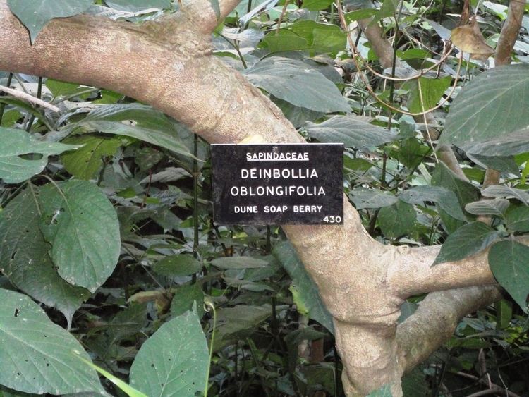 Deinbollia oblongifolia FileDeinbollia oblongifolia stam Burmanbosjpg Wikimedia Commons