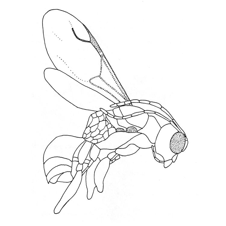 Deinodryinus areolatus
