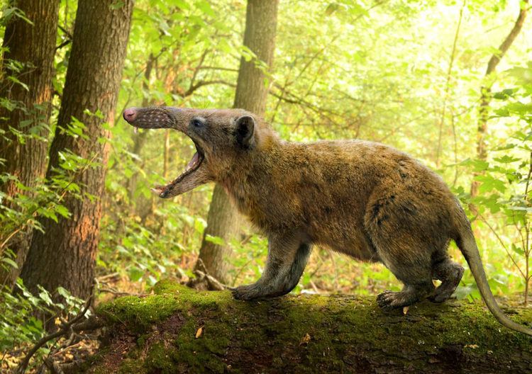 Deinogalerix Deinogalerix masinii New Giant Fossil Hedgehog from Italy
