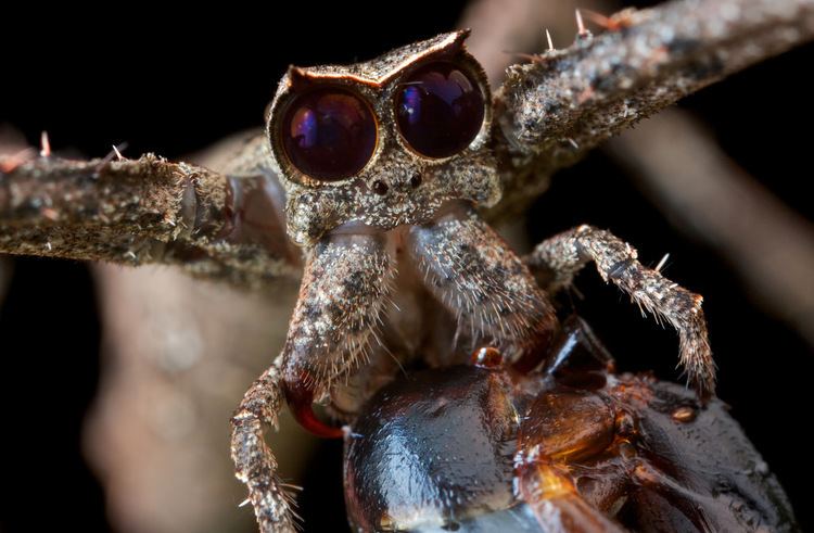 Deinopidae Netcasting spider Deinopidae with prey Photo from Udzun Flickr