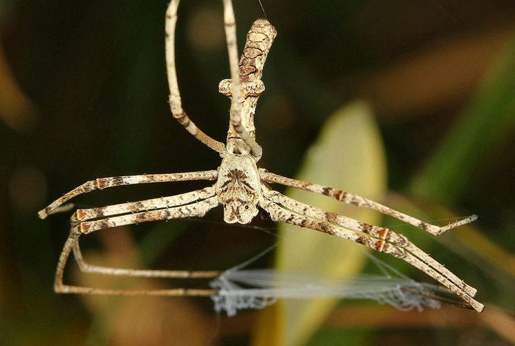 Deinopis Deinopis subrufa L Koch 1879 Common Netcasting Spider