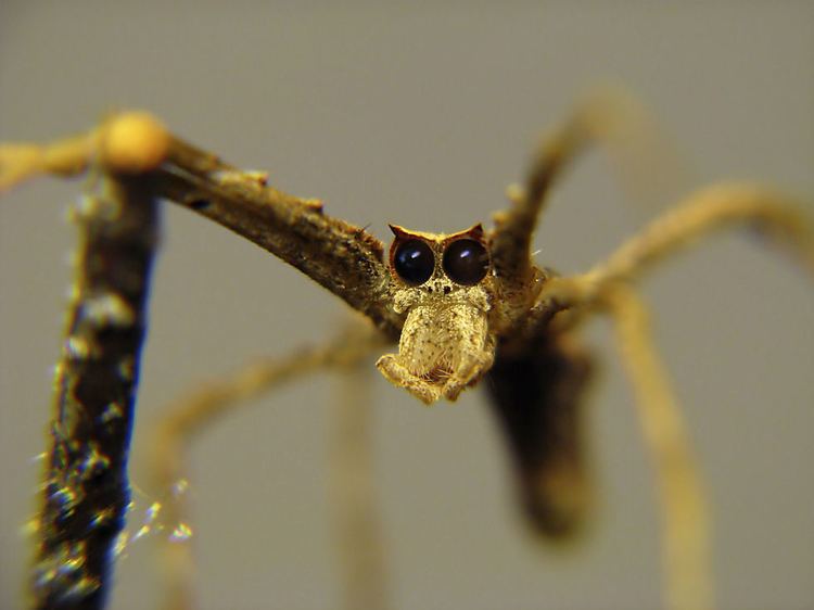 Deinopis The Boogeyman Deinopis netcasting spider Arachnoboards