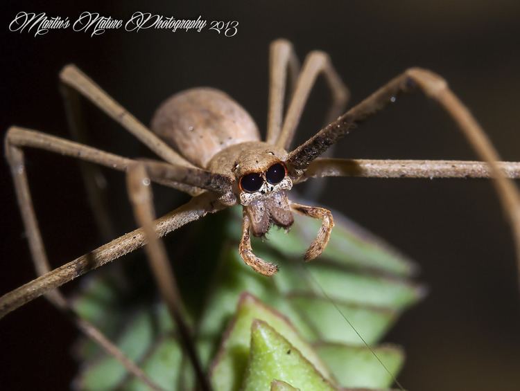 Deinopis subrufa Net Casting Spider Deinopis subrufa Female Deinopis sub Flickr