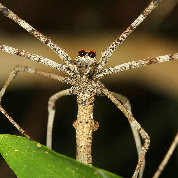 Deinopis subrufa Deinopis subrufa L Koch 1879 Common Netcasting Spider