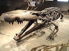 Deinosuchus httpsuploadwikimediaorgwikipediacommonsthu