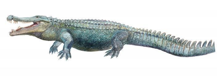 File:Deinosuchus hatcheri 052913.jpg - Wikipedia