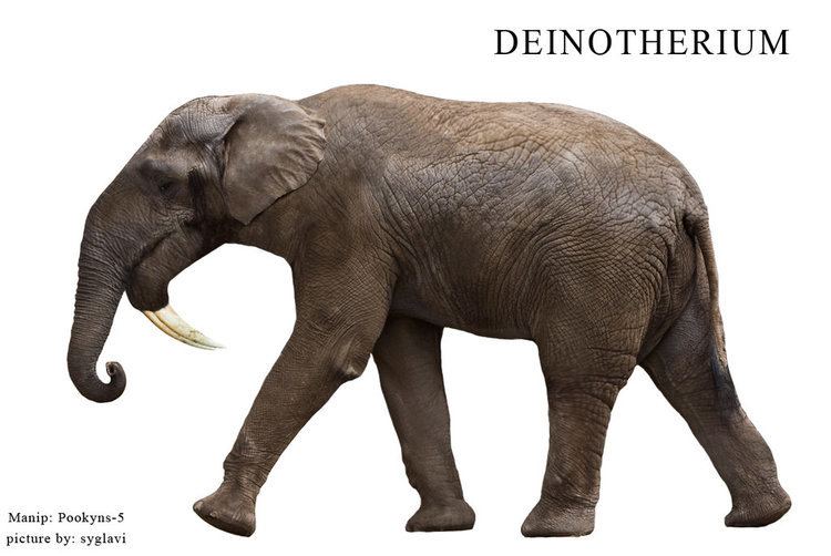 Deinotherium Deinotherium Facts and Pictures