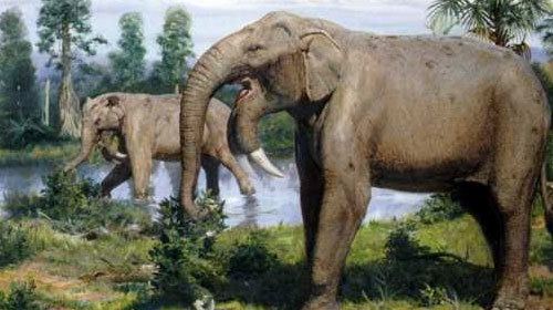 Deinotherium Deinotherium The Terrible Beast Dinosaurs