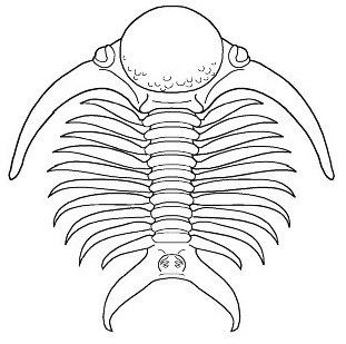 Deiphon Deiphon FH1 famous spiny cheirurid Samuel M 39Ohukani39ohi39a Gon