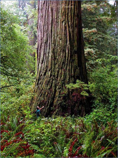 Del Norte Titan Grove of Titans Redwoods Lost Monarch Del Norte Titan Sequoia