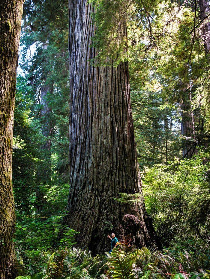 Del Norte Titan Del Norte Titan Redwood in the Grove of Titans Sequoia sempervirens