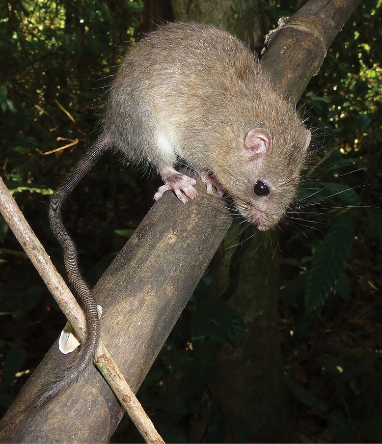 Delacour's marmoset rat