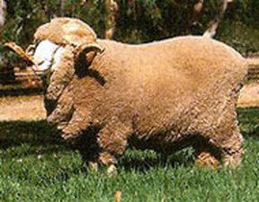 Delaine Merino DelaineMerino Sheep Sheep Breeds Raising Sheep